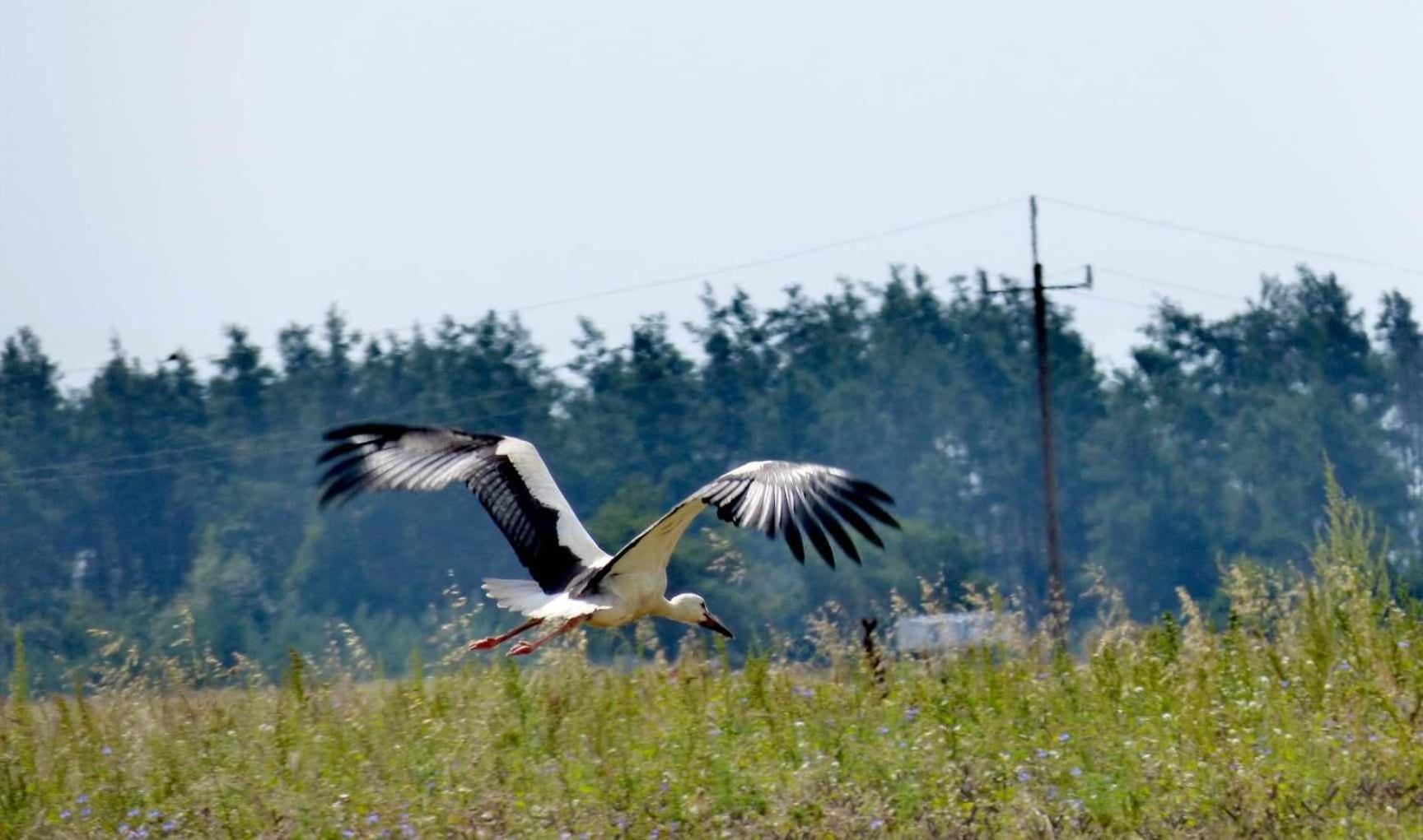 Agroturystyka U Jarka Bryzgiel Esterno foto